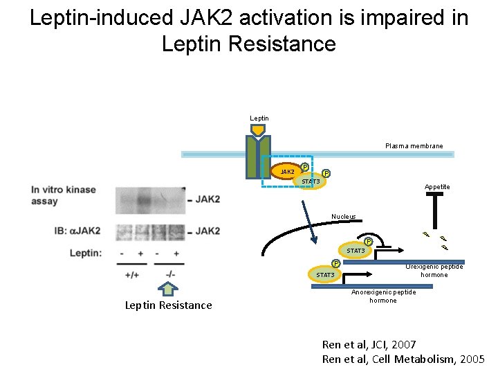 Leptin-induced JAK 2 activation is impaired in Leptin Resistance Leptin Plasma membrane JAK 2