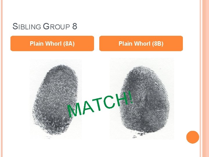 SIBLING GROUP 8 Plain Whorl (8 A) Plain Whorl (8 B) M ! H