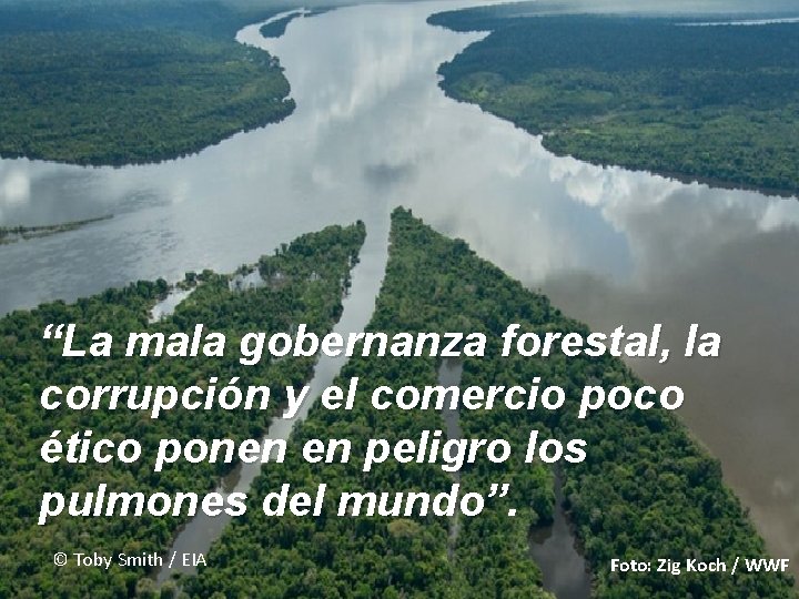 “La mala gobernanza forestal, la corrupción y el comercio poco ético ponen en peligro