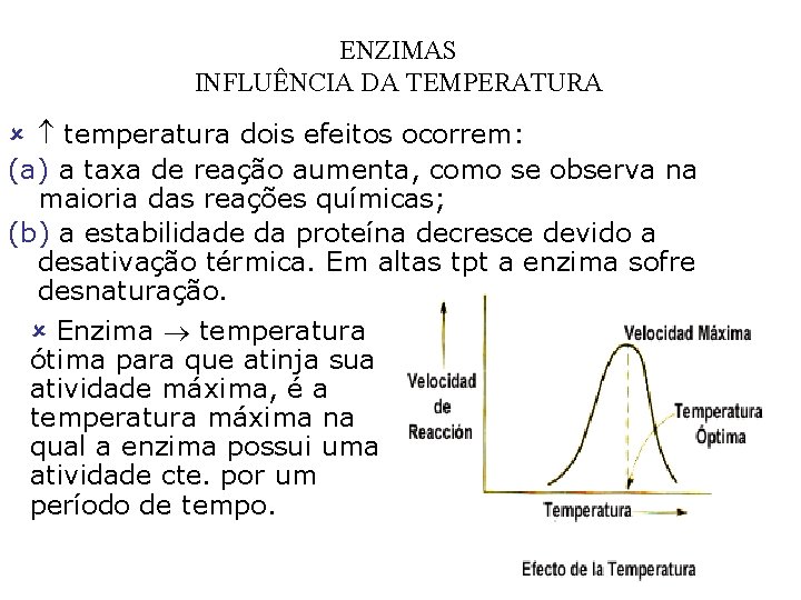 ENZIMAS INFLUÊNCIA DA TEMPERATURA û temperatura dois efeitos ocorrem: (a) a taxa de reação