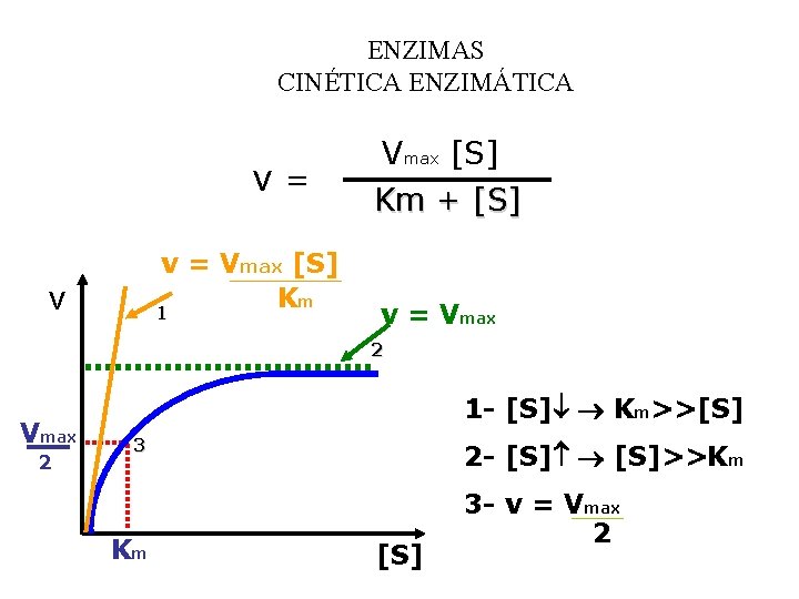 ENZIMAS CINÉTICA ENZIMÁTICA v= v = Vmax [S] Km 1 v Vmax [S] Km