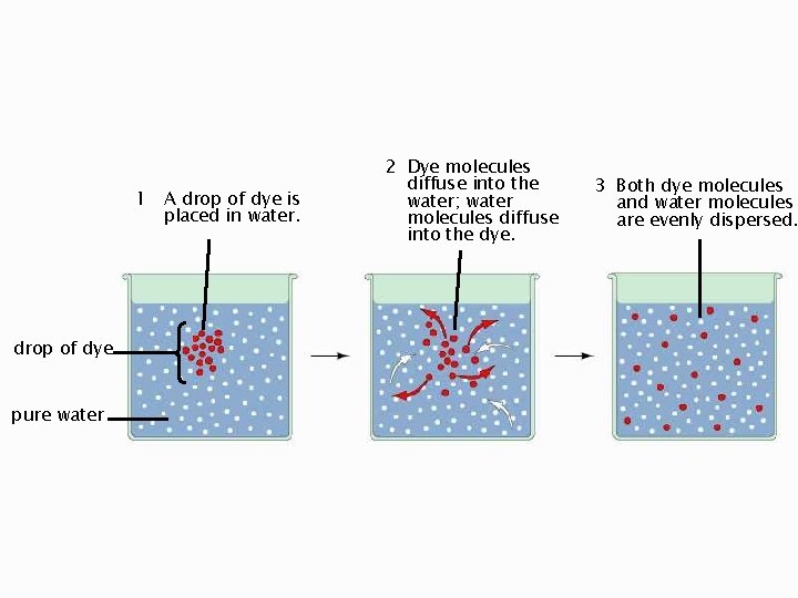 1 A drop of dye is placed in water. drop of dye pure water