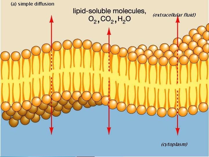 (a) simple diffusion (extracellular fluid) (cytoplasm) 