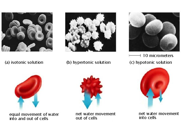 10 micrometers (a) isotonic solution equal movement of water into and out of cells