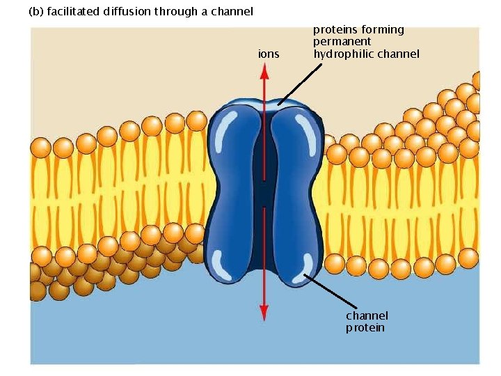 (b) facilitated diffusion through a channel ions proteins forming permanent hydrophilic channel protein 