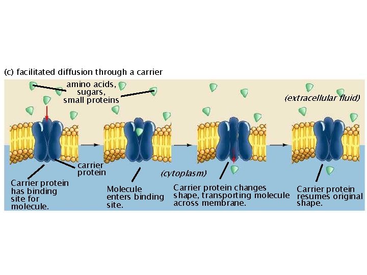 (c) facilitated diffusion through a carrier amino acids, sugars, small proteins Carrier protein has