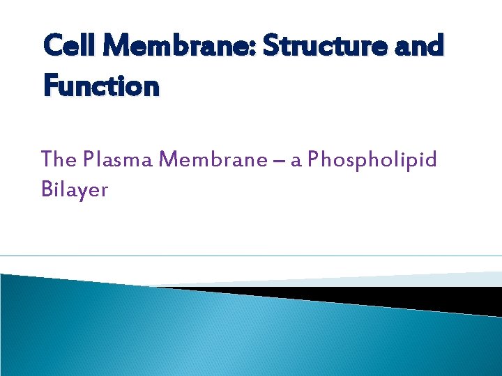 Cell Membrane: Structure and Function The Plasma Membrane – a Phospholipid Bilayer 