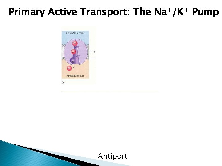 Primary Active Transport: The Na+/K+ Pump Antiport 