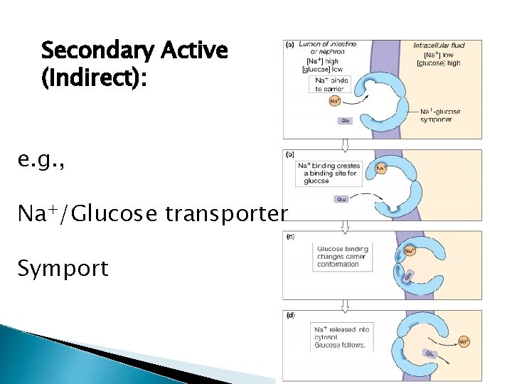 Secondary Active (Indirect): e. g. , Na+/Glucose transporter Symport 