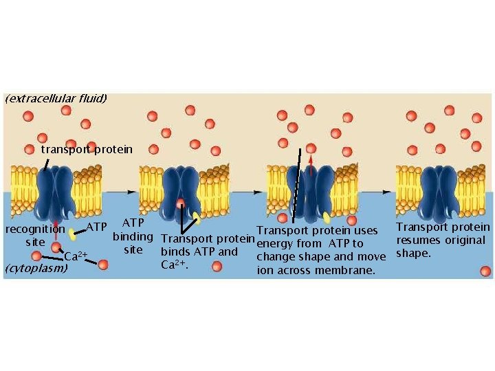 (extracellular fluid) transport protein ATP Transport protein recognition Transport protein uses binding Transport protein