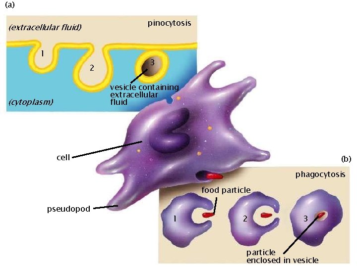 (a) pinocytosis (extracellular fluid) 1 2 3 vesicle containing extracellular fluid (cytoplasm) cell (b)