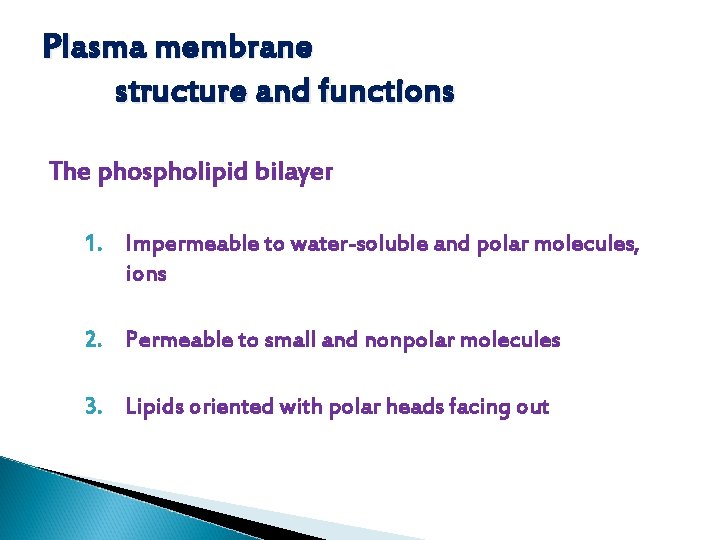 Plasma membrane structure and functions The phospholipid bilayer 1. Impermeable to water-soluble and polar