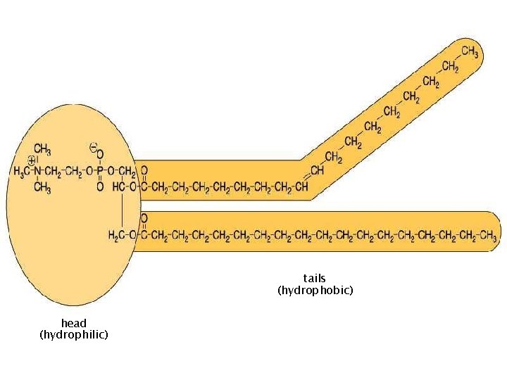 tails (hydrophobic) head (hydrophilic) 