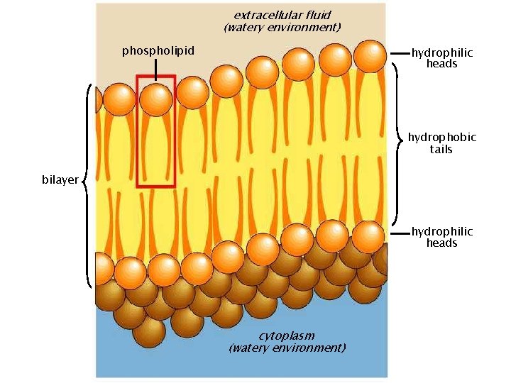 extracellular fluid (watery environment) phospholipid hydrophilic heads hydrophobic tails bilayer hydrophilic heads cytoplasm (watery