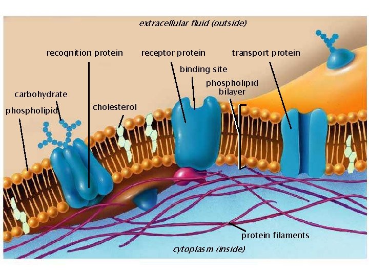 extracellular fluid (outside) recognition protein receptor protein transport protein binding site phospholipid bilayer carbohydrate