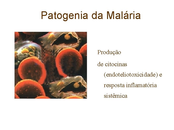 Patogenia da Malária Produção de citocinas (endoteliotoxicidade) e resposta inflamatória sistêmica 