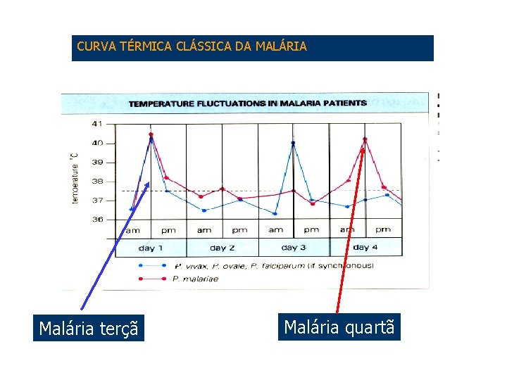 CURVA TÉRMICA CLÁSSICA DA MALÁRIA Malária terçã Malária quartã 