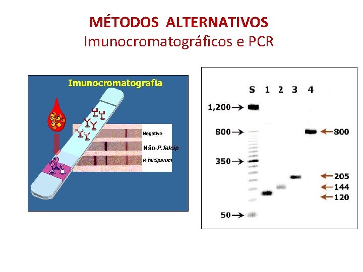 MÉTODOS ALTERNATIVOS Imunocromatográficos e PCR Imunocromatografia Não-P. falcip 