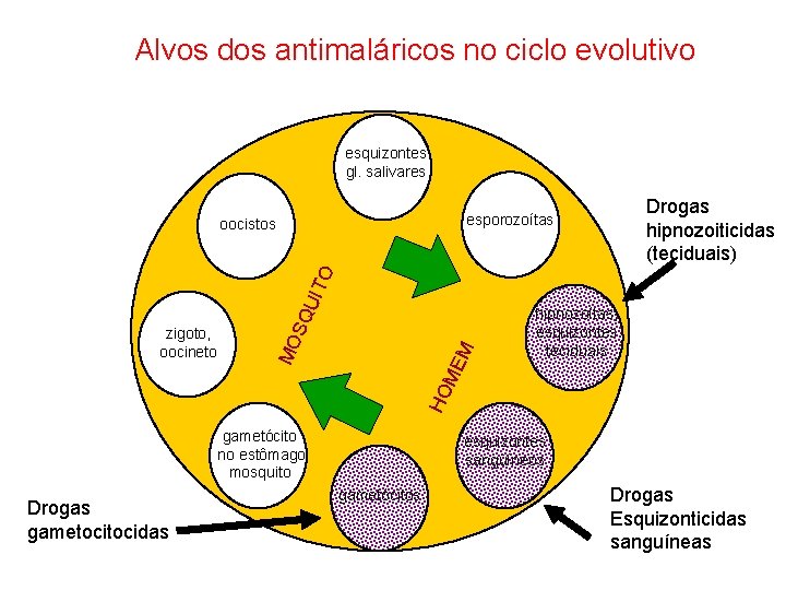 Alvos dos antimaláricos no ciclo evolutivo esquizontes gl. salivares Drogas hipnozoiticidas (teciduais) esporozoítas hipnozoítas,