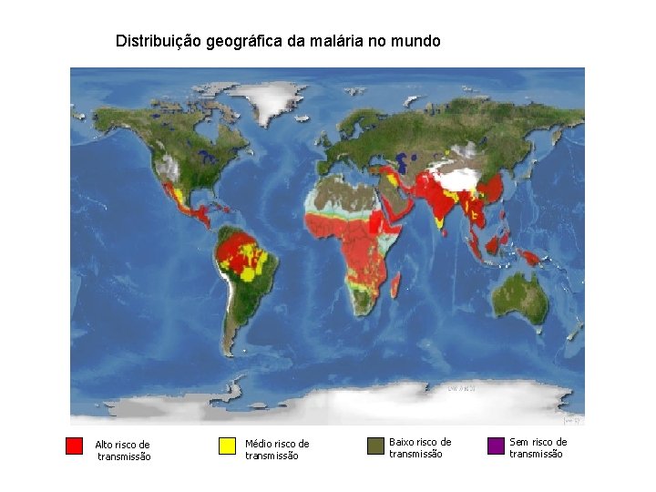 Distribuição geográfica da malária no mundo Alto risco de transmissão Médio risco de transmissão