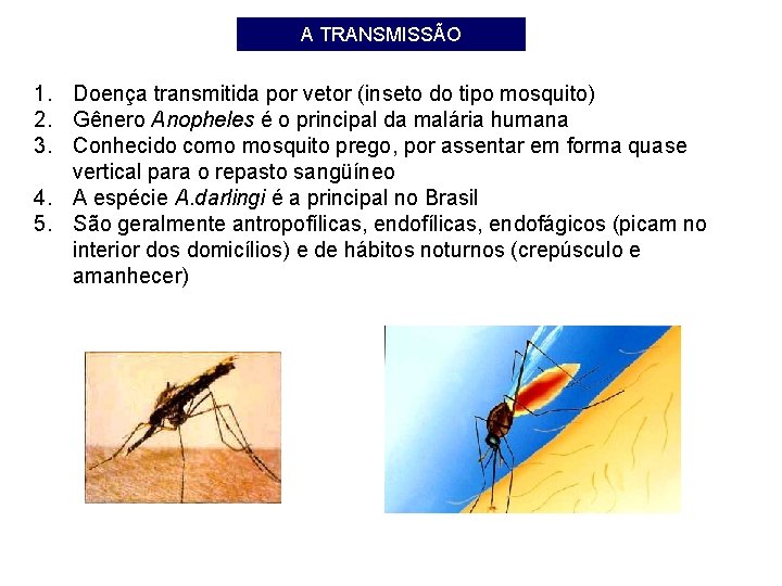 A TRANSMISSÃO 1. Doença transmitida por vetor (inseto do tipo mosquito) 2. Gênero Anopheles