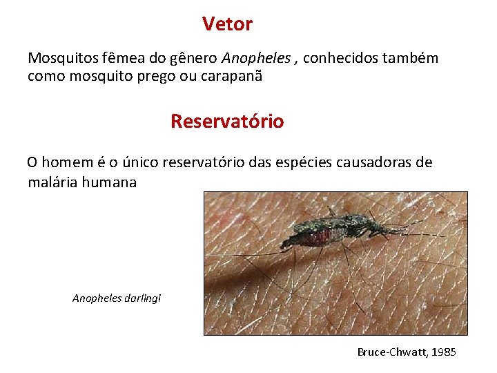 Vetor Mosquitos fêmea do gênero Anopheles , conhecidos também como mosquito prego ou carapanã