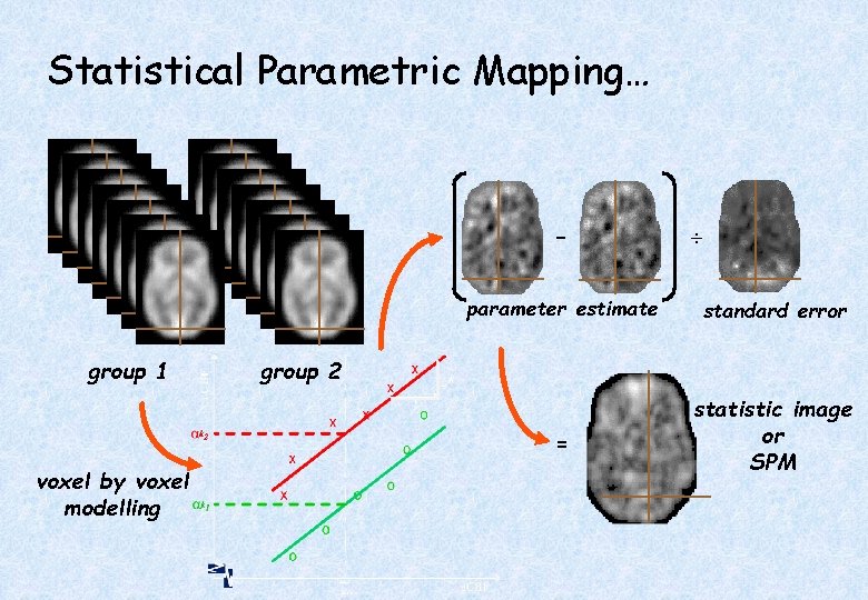 Statistical Parametric Mapping… – group 1 voxel by voxel modelling ¸ parameter estimate standard