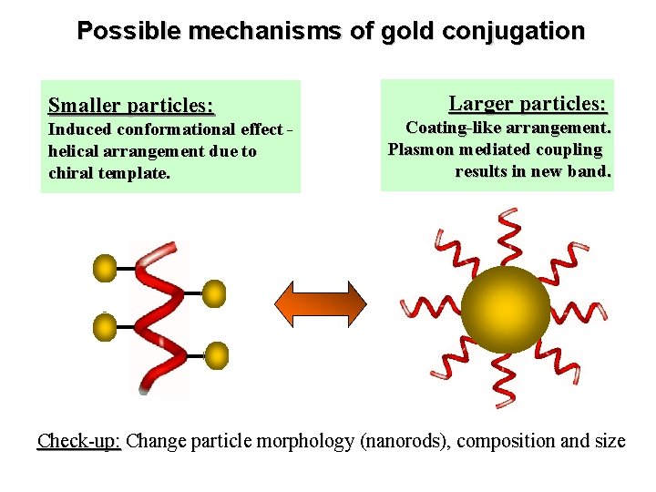 Possible mechanisms of gold conjugation Smaller particles: Induced conformational effect helical arrangement due to