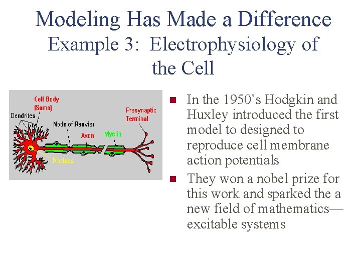 Modeling Has Made a Difference Example 3: Electrophysiology of the Cell n n In