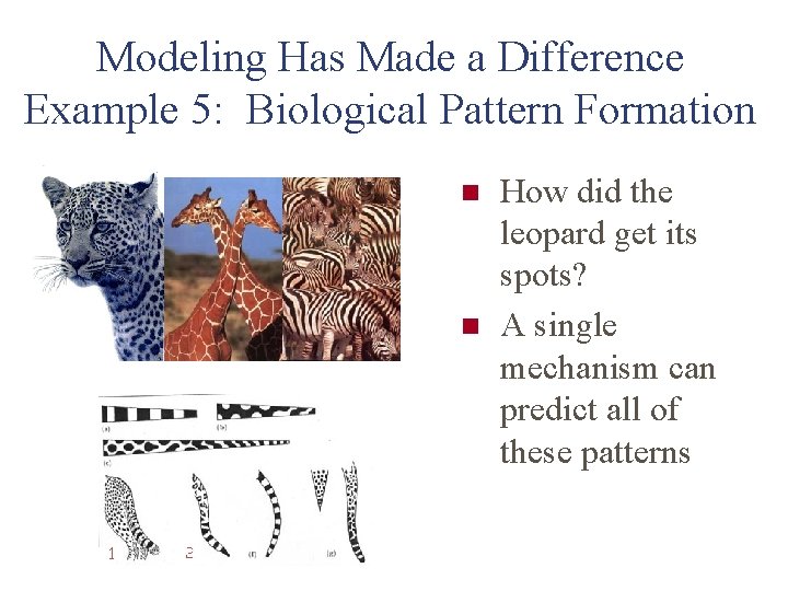 Modeling Has Made a Difference Example 5: Biological Pattern Formation n n How did