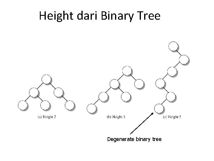 Height dari Binary Tree Degenerate binary tree 