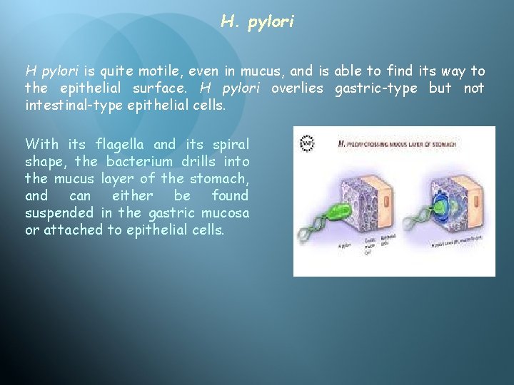 H. pylori H pylori is quite motile, even in mucus, and is able to