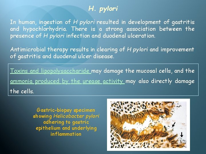 H. pylori In human, ingestion of H pylori resulted in development of gastritis and