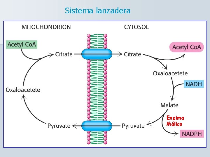 Sistema lanzadera Enzima Málico 