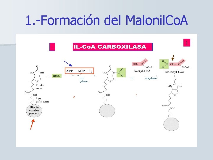 1. -Formación del Malonil. Co. A 