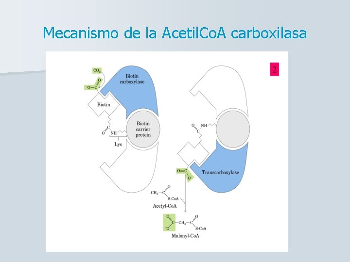 Mecanismo de la Acetil. Co. A carboxilasa 