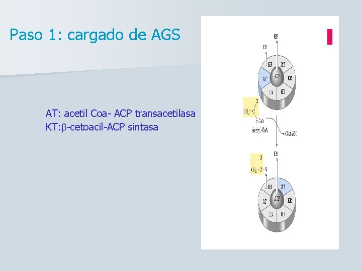 Paso 1: cargado de AGS AT: acetil Coa- ACP transacetilasa KT: b-cetoacil-ACP sintasa 