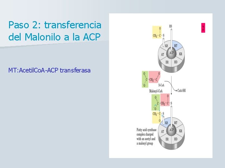 Paso 2: transferencia del Malonilo a la ACP MT: Acetil. Co. A-ACP transferasa 