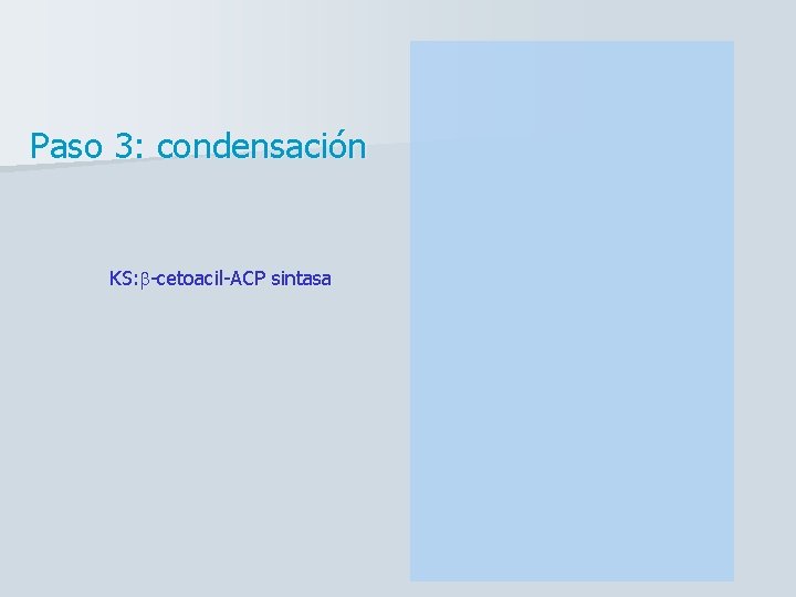 Paso 3: condensación KS: b-cetoacil-ACP sintasa 