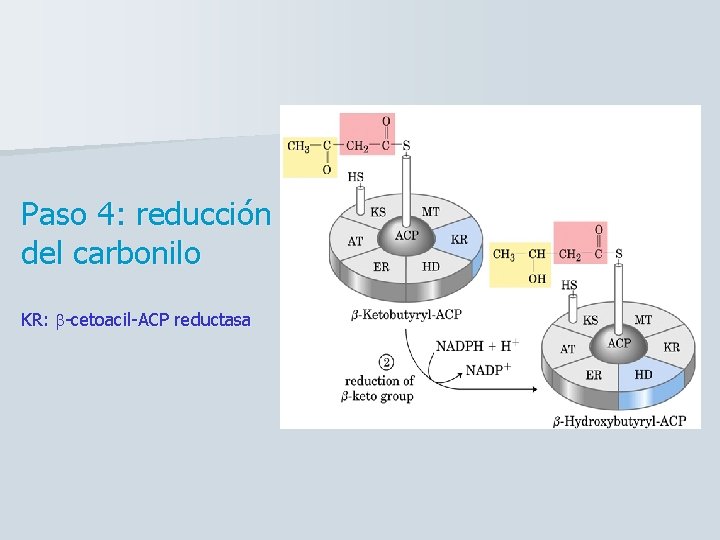 Paso 4: reducción del carbonilo KR: b-cetoacil-ACP reductasa 