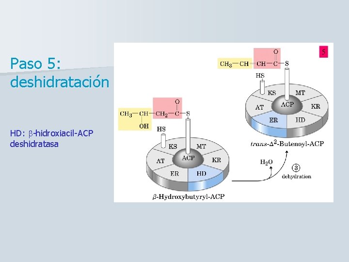 Paso 5: deshidratación HD: b-hidroxiacil-ACP deshidratasa 