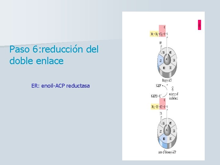 Paso 6: reducción del doble enlace ER: enoil-ACP reductasa 