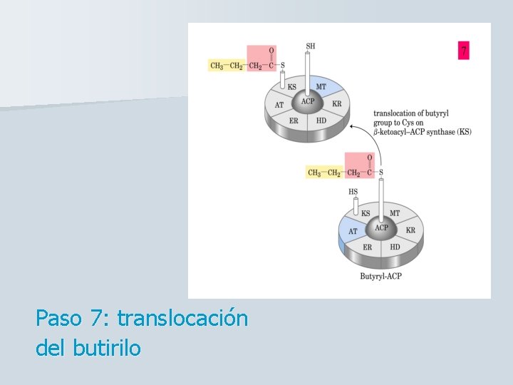 Paso 7: translocación del butirilo 