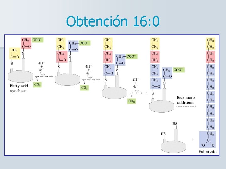 Obtención 16: 0 