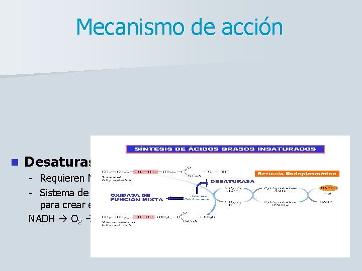 Mecanismo de acción n Desaturasas: - Requieren NADPH y O 2 - Sistema de