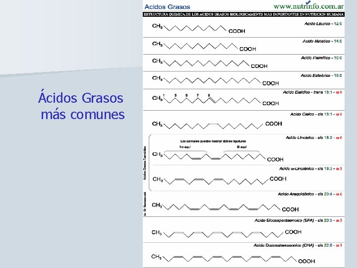 Ácidos Grasos más comunes 