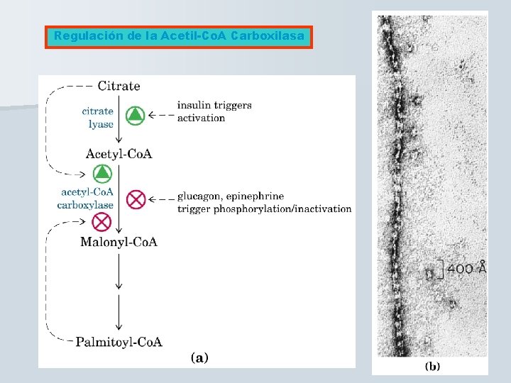 Regulación de la Acetil-Co. A Carboxilasa 