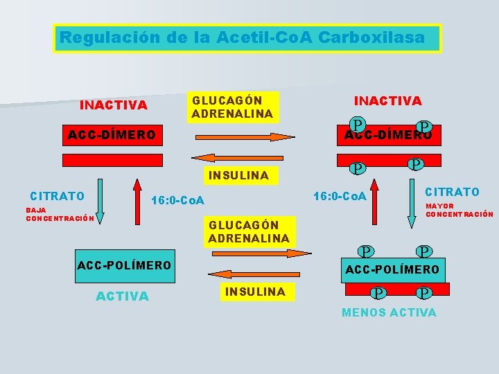 Regulación de la Acetil-Co. A Carboxilasa GLUCAGÓN ADRENALINA INACTIVA ACC-DÍMERO GLUCAGÓN ADRENALINA ACC-POLÍMERO ACTIVA