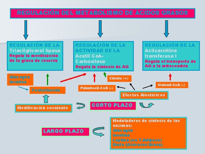 REGULACIÓN DEL METABOLISMO DE ÁCIDOS GRASOS REGULACIÓN DE LA Triacilglicerol lipasa Regula la movilización