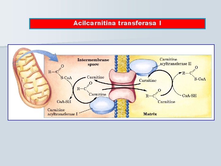 Acilcarnitina transferasa I 